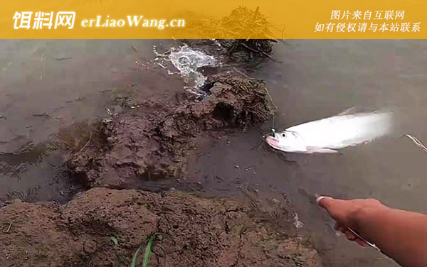 串钩钓翘嘴的方法和技巧-浮漂