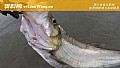 用玉米钓翘嘴怎样调漂?