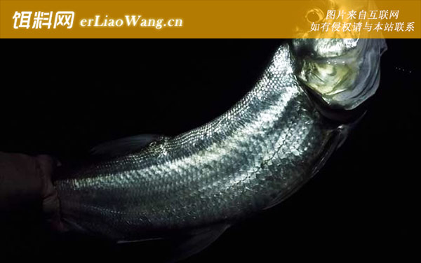 玉米钓翘嘴:调漂方法