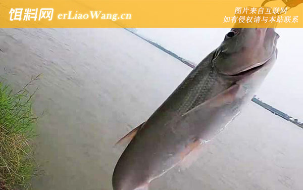 玉米钓翘嘴:提竿时机