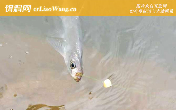 路亚翘嘴:最佳时间