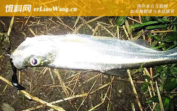 路亚翘嘴:钓具搭配