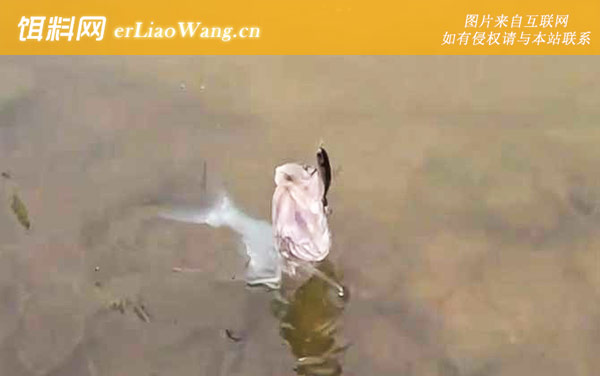 路亚翘嘴:作钓技巧