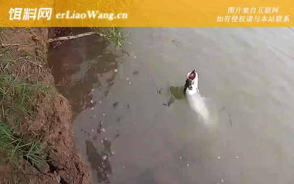 路亚翘嘴:最佳时间