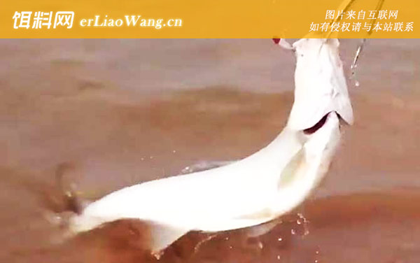 路亚翘嘴:摄食习性