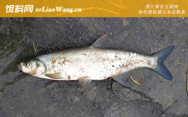 路亚翘嘴:钓具搭配