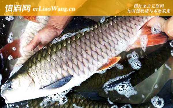 倒刺鲃:分布范围