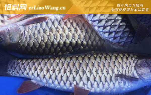 倒刺鲃:同属鱼种