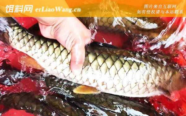 倒刺鲃:产地分布