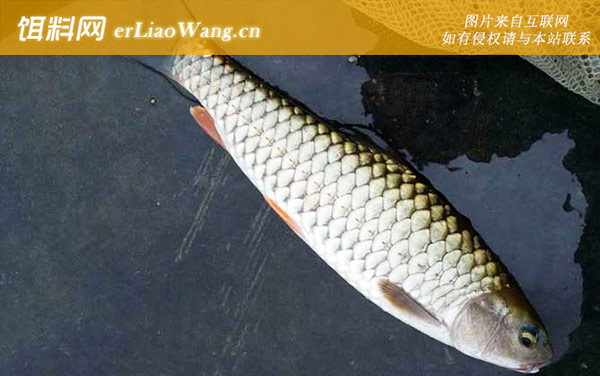 倒刺鲃:食用价值