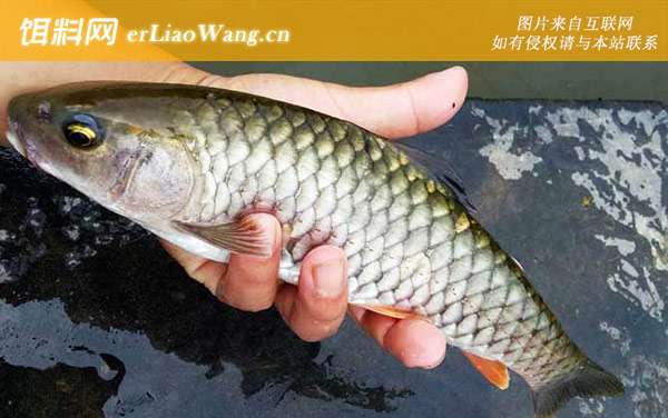 云南倒刺鲃:光倒刺鲃