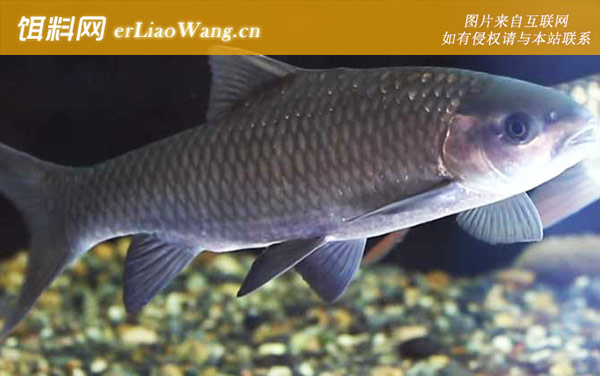 多鳞倒刺鲃:云南倒刺鲃