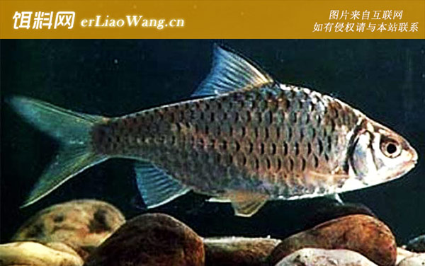 多鳞倒刺鲃:多鳞倒刺鲃