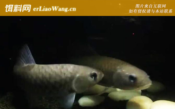 倒刺鲃:生活习性