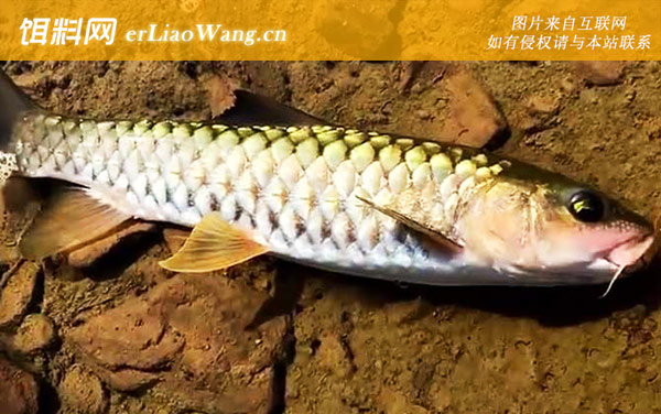 倒刺鲃:生活习性