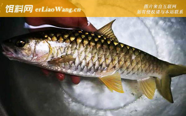 倒刺鲃和青竹鱼的区别-同属鱼种