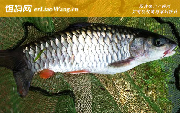 光倒刺鲃:分布范围