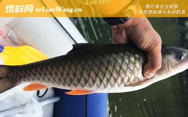 光倒刺鲃是什么鱼-同属鱼种