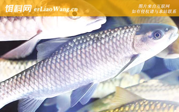 云南倒刺鲃:分布范围