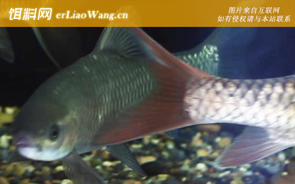 云南倒刺鲃:生活习性