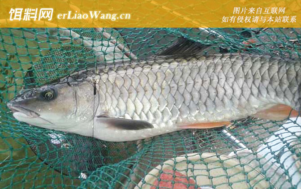 中华倒刺鲃:生活习性