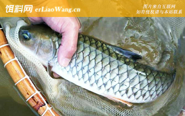 中华倒刺鲃是军鱼吗-同属鱼种