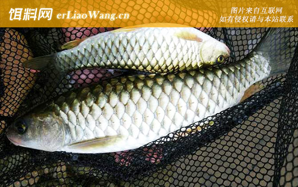 中华倒刺鲃:生活习性