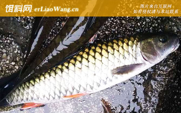 中华倒刺鲃:栖息环境