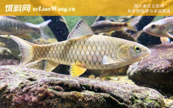 青竹鲤:生活习性