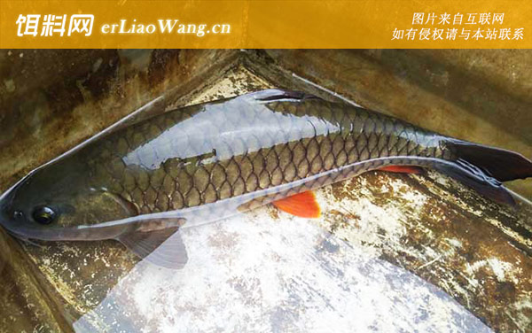 光倒刺鲃:外观不同