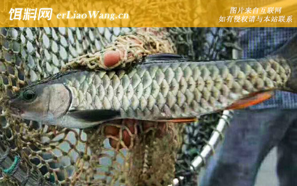 光倒刺鲃:生活习性