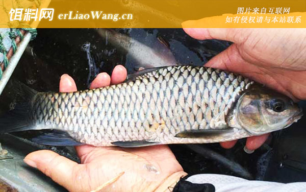 光倒刺鲃:同属鱼种