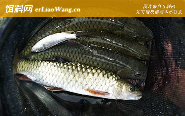 中华倒刺鲃:生活习性