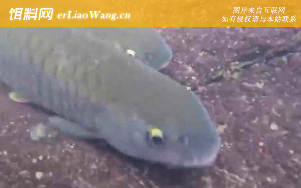 中华倒刺鲃用什么钓最好-钓法