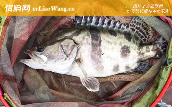鳜鱼:鱼种论述