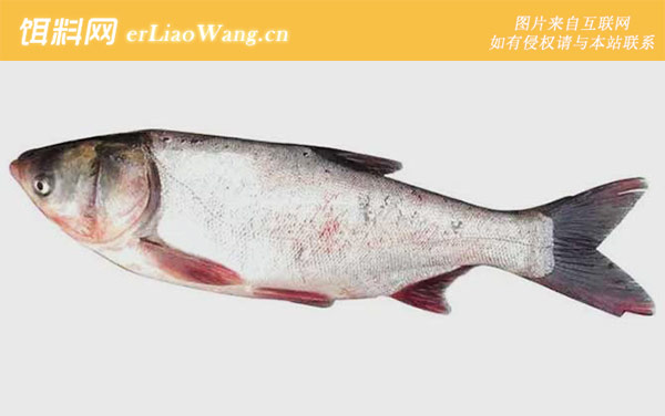 鳙鱼:鲢鱼