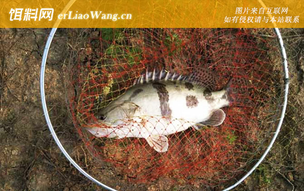 野生桂鱼喜欢吃什么饵料-路亚拟饵