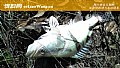 钓鳜鱼最佳时间及钓法技巧