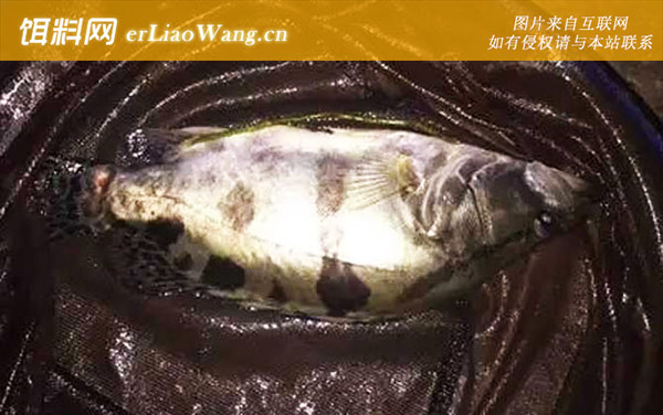 鳜鱼:判断方法