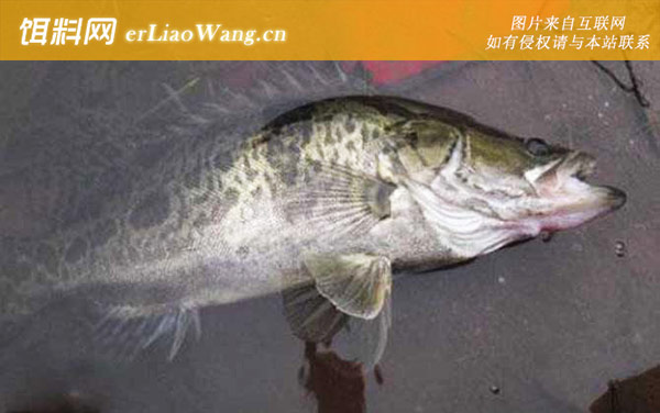 鳜鱼:生活习性