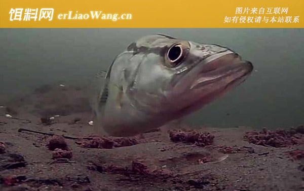 钓鳜鱼:饵料选用