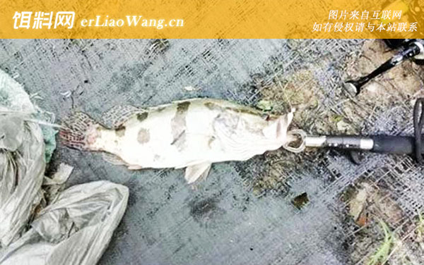 钓鳜鱼窗口期是几点到几点-钓法技巧