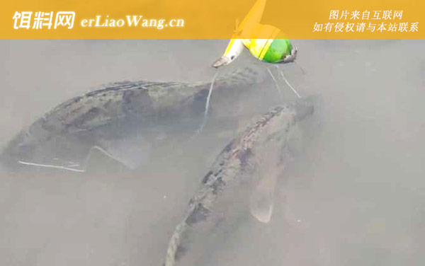 钓鳜鱼:最佳时间