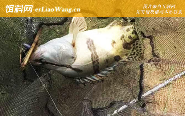 钓鳜鱼:钓具搭配