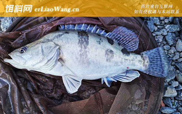 手竿钓鳜鱼:钓法