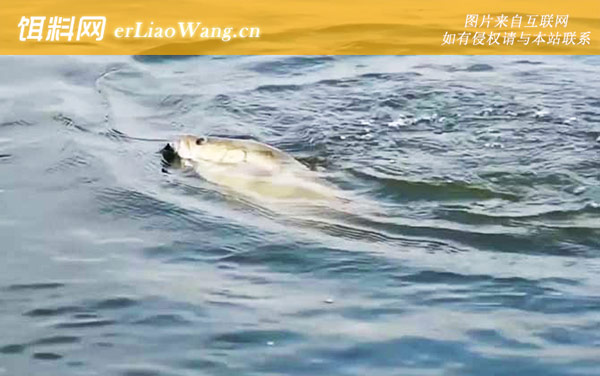 路亚鳜鱼七大技巧全攻略-鱼竿