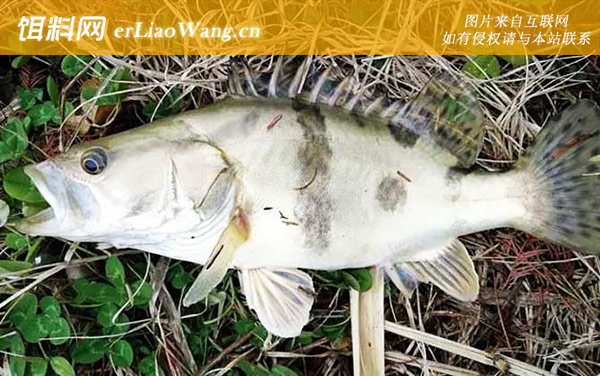 路亚鳜鱼七大技巧全攻略-拟饵