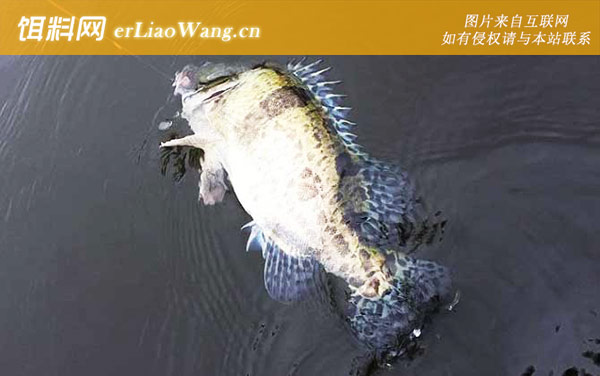 路亚鳜鱼:作钓技巧