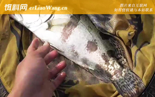 路亚鳜鱼:钓具搭配