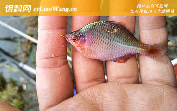 鳑鲏身上好多小白点怎么回事-治疗方法